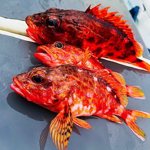 アヤメカサゴの釣果