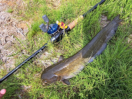 ナマズの釣果