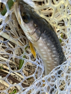 アメマスの釣果