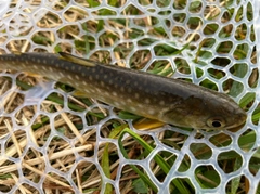 アメマスの釣果