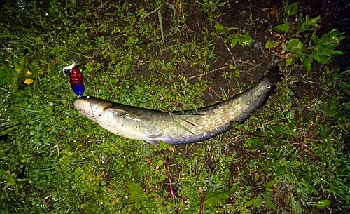 ナマズの釣果