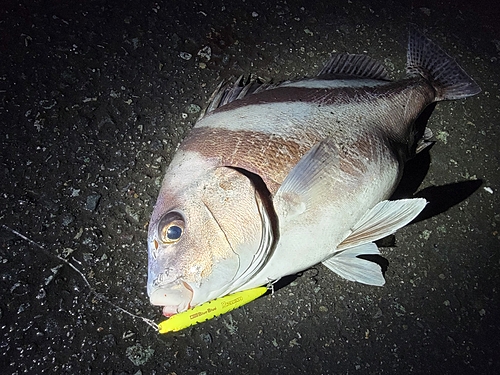 コショウダイの釣果