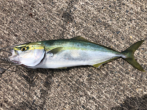 イナダの釣果