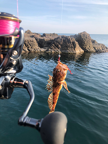 ニジカジカの釣果