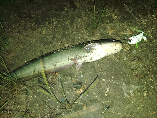 ナマズの釣果