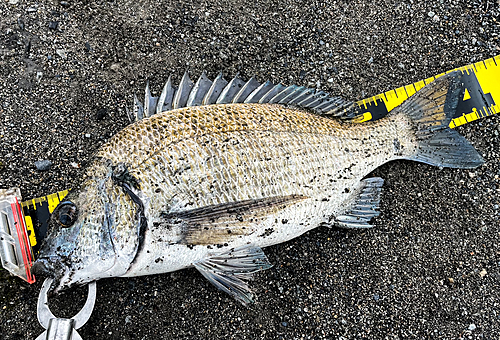 ミナミクロダイの釣果