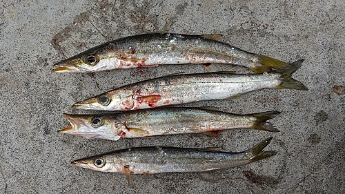 カマスの釣果