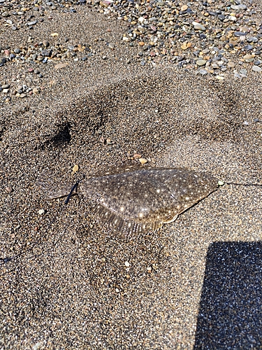 イシモチの釣果