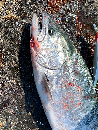 サクラマスの釣果