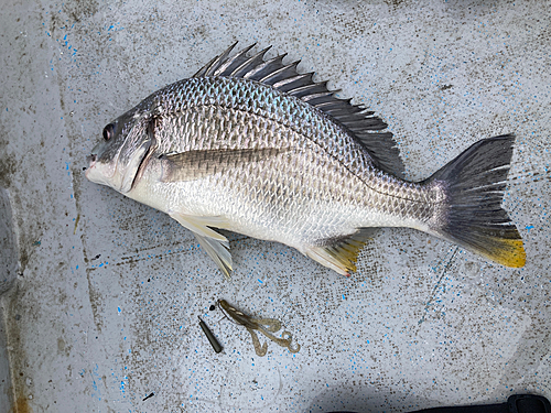 キビレの釣果