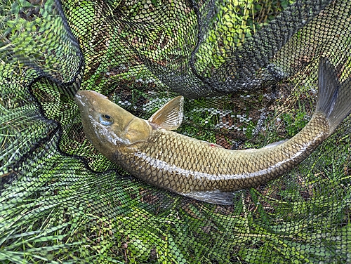 ニゴイの釣果