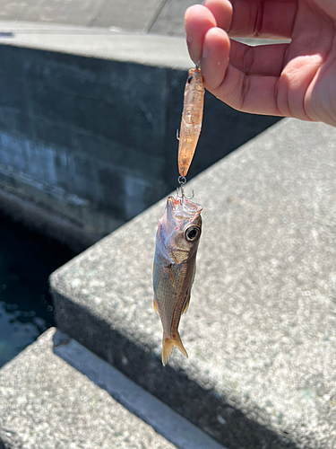 クロムツの釣果