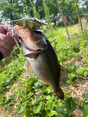 ブラックバスの釣果