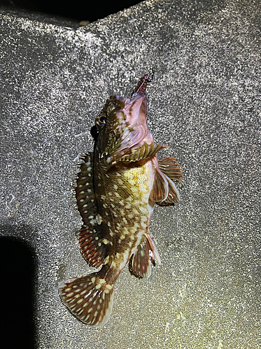 カサゴの釣果