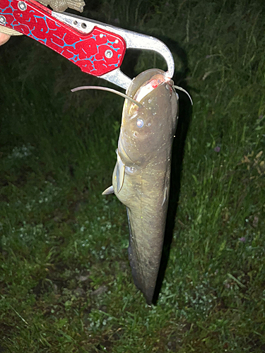 ナマズの釣果