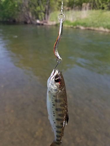 ヤマメの釣果