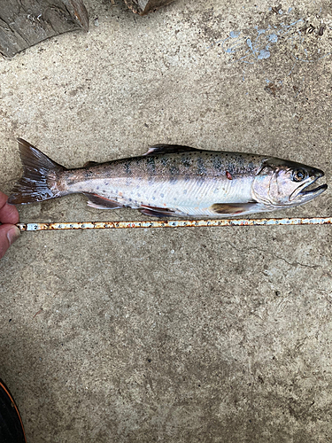 トラウトの釣果