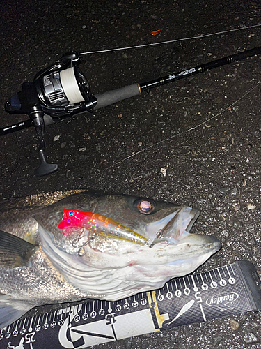 シーバスの釣果