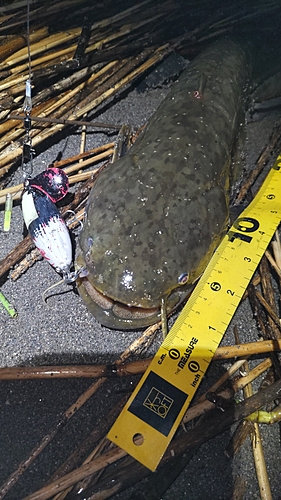 マナマズの釣果