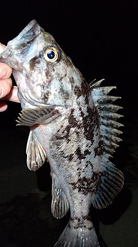 クロソイの釣果