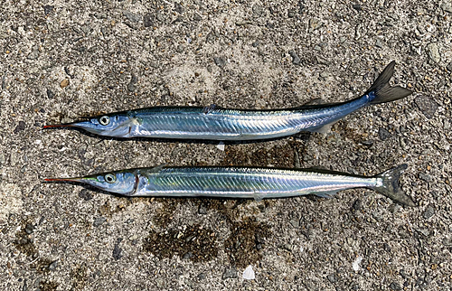 サヨリの釣果