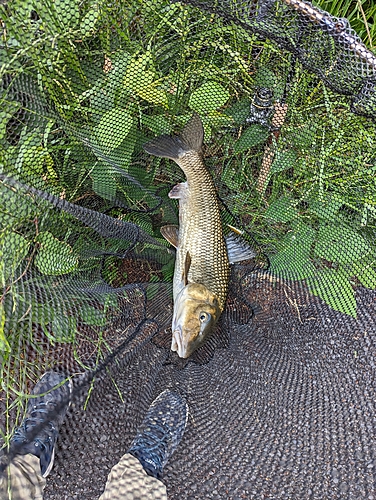 ニゴイの釣果