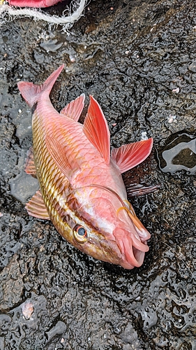 オジサンの釣果