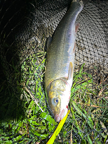 マルタウグイの釣果