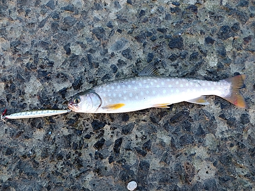 アメマスの釣果