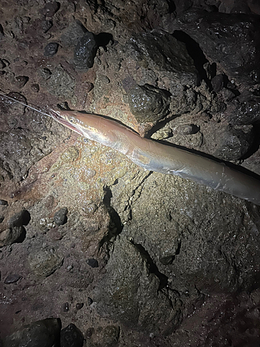 ダイナンウミヘビの釣果