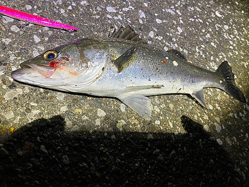 シーバスの釣果