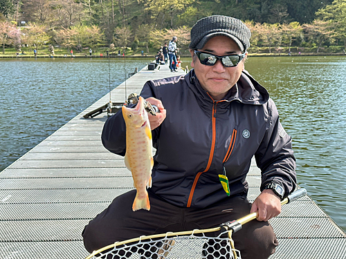 ヤマメの釣果