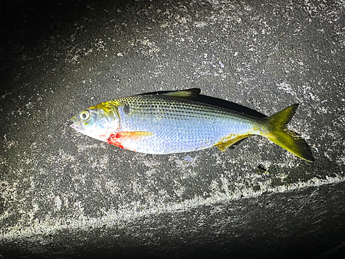 コノシロの釣果