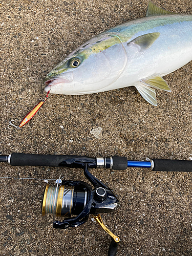 メジロの釣果