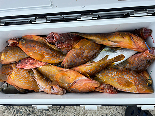 アコウの釣果