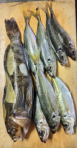 アジの釣果