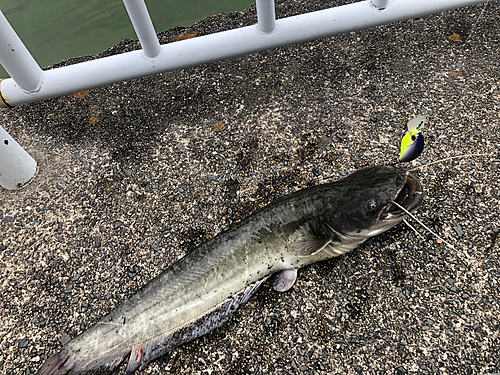 ナマズの釣果