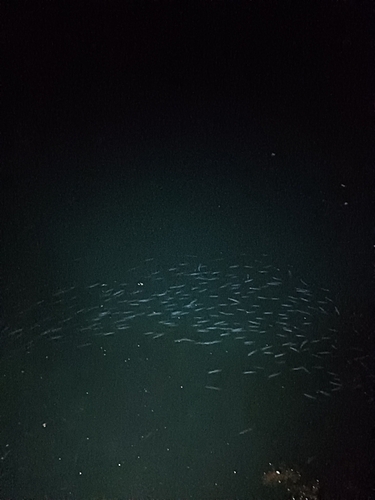 スルメイカの釣果