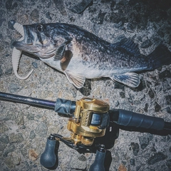 クロソイの釣果