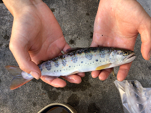 アマゴの釣果