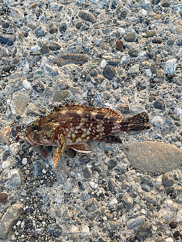 カサゴの釣果