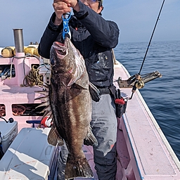 サゴシ日和の釣果