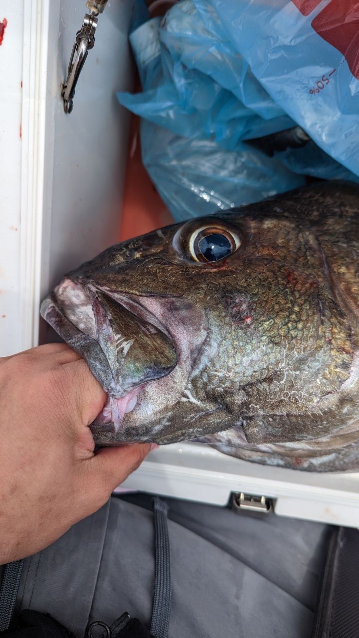 サゴシ日和さんの釣果 2枚目の画像