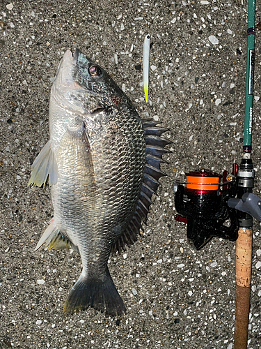 キビレの釣果