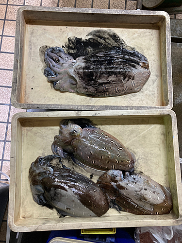 コウイカの釣果