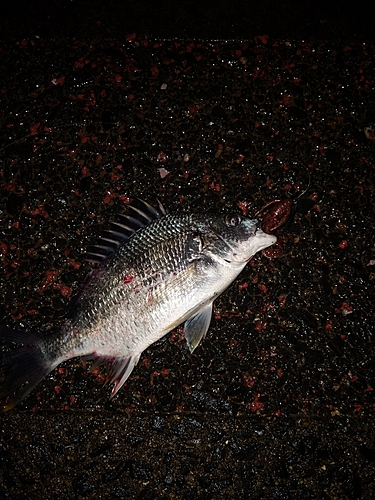 チヌの釣果