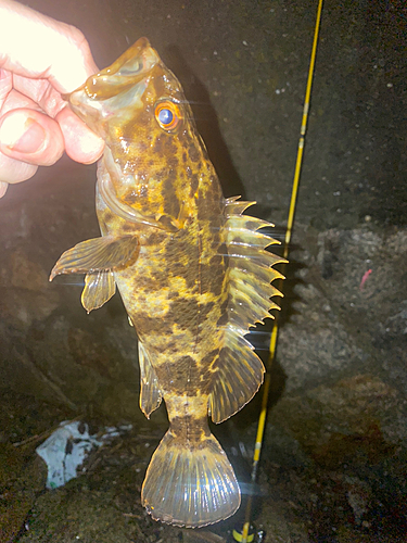 タケノコメバルの釣果