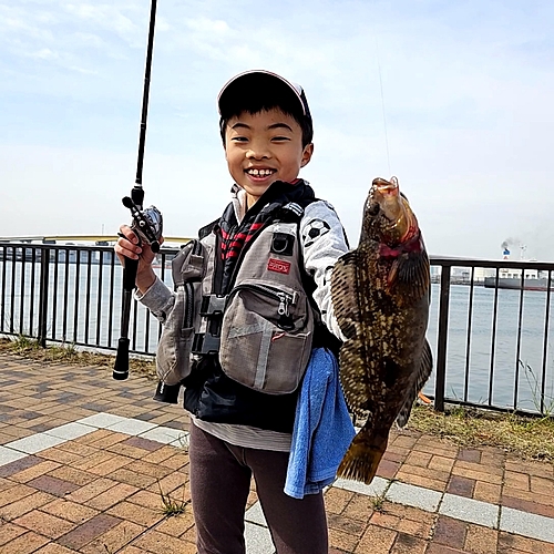 アイナメの釣果