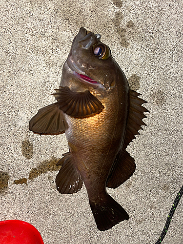 メバルの釣果