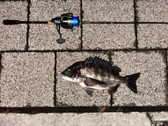 チヌの釣果
